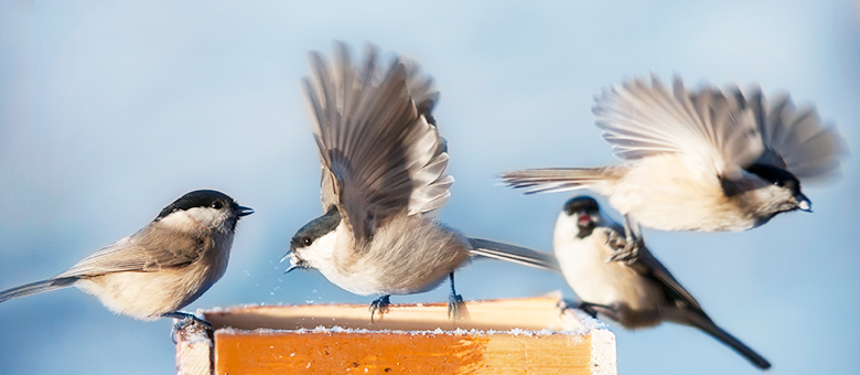 10 oiseaux sauvages du Québec faciles à attirer dans sa cour