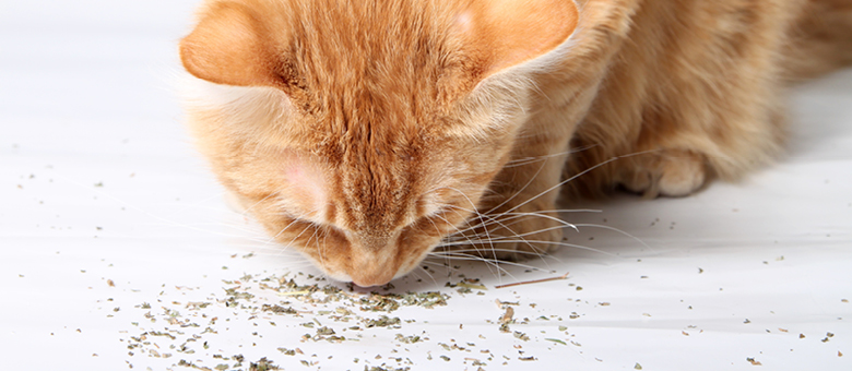 Pourquoi votre chat est-il fou de l’herbe à chat?