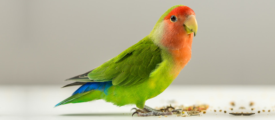 Comment entraîner votre oiseau à l’enrichissement alimentaire