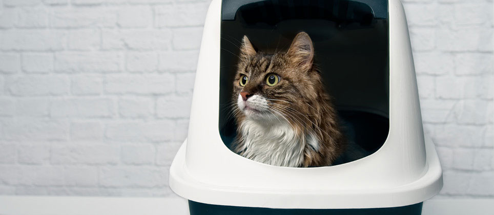 Choisir le bon type de bac de litière pour un chat : plus complexe qu’il n’en paraît