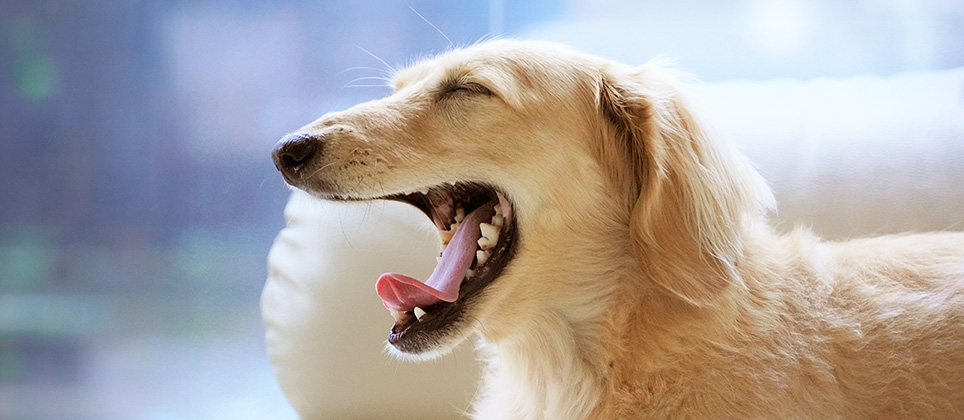 La santé dentaire de votre chien