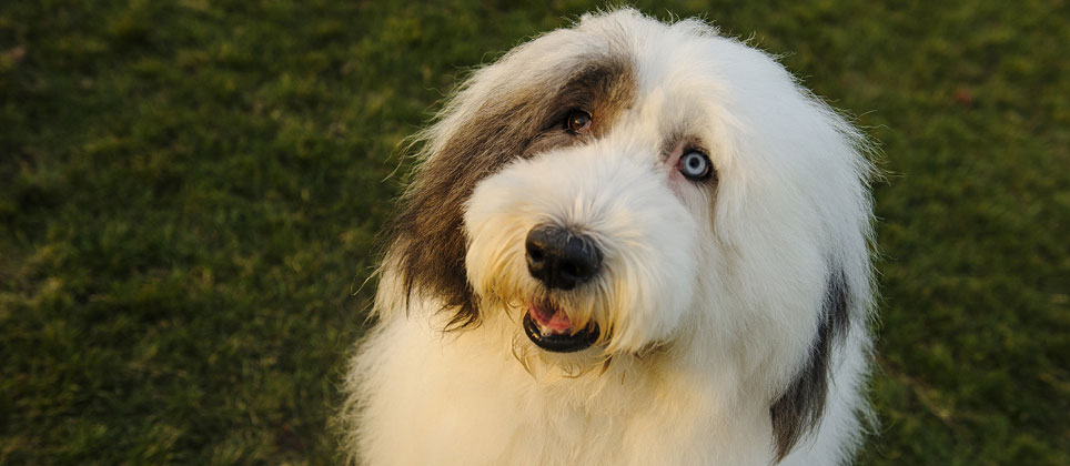 Le berger anglais (bobtail) : un chien de famille au look unique