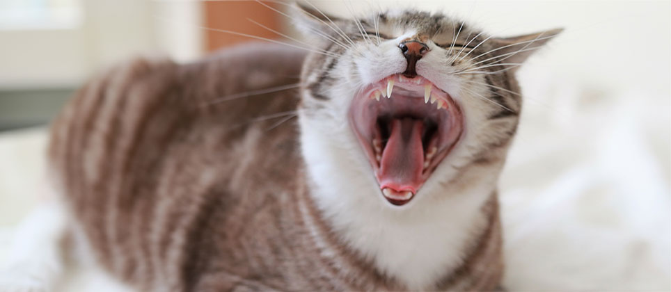 La santé dentaire de votre chat