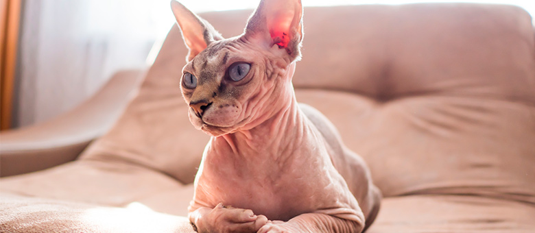 Le sphynx, plus qu’un chat sans poil