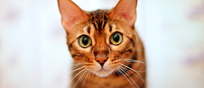 Bengal et Savannah: deux races de chat à découvrir