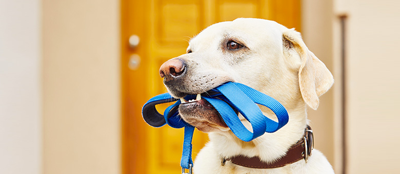Les essentiels pour une promenade r&eacute;ussie