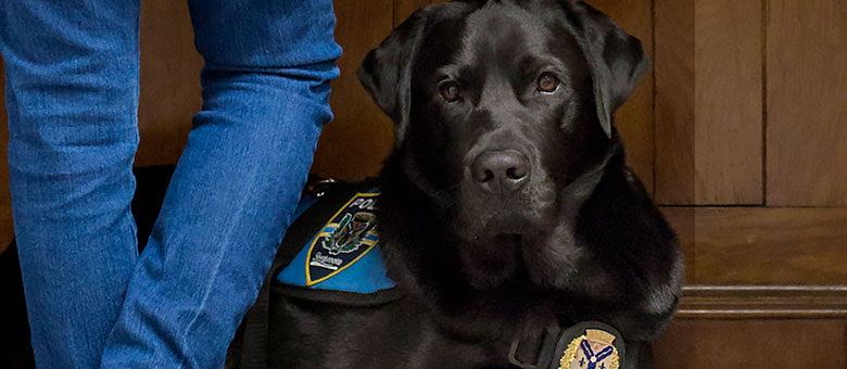 Faites la connaissance de Kanak, chien de soutien &eacute;motionnel