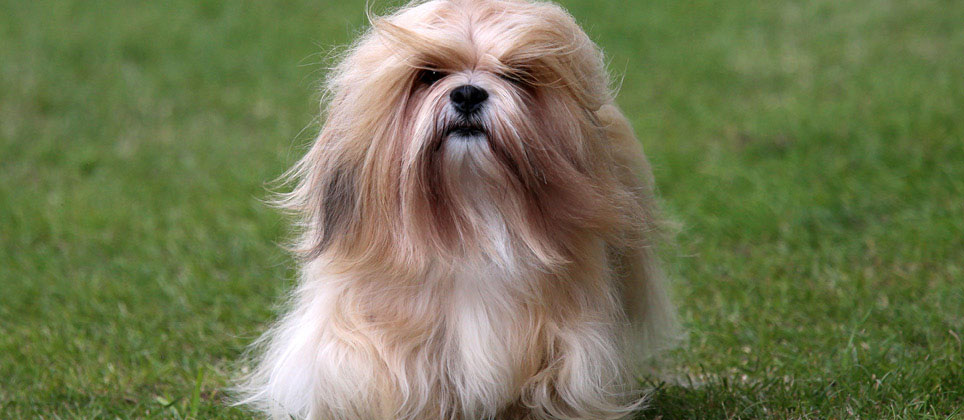 Le Lhassa apso, partenaire des moines tib&eacute;tains