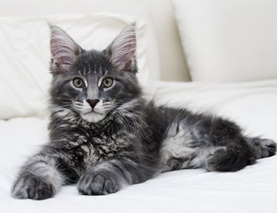 Le Maine Coon : le « roi » des chats