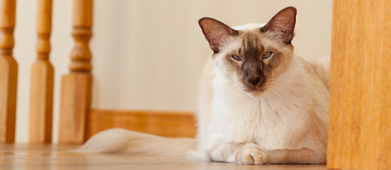 Le balinais : une gr&acirc;ce envo&ucirc;tante et &agrave; la fois dynamique!