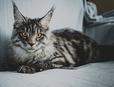 Le Maine Coon : le « roi » des chats