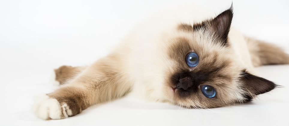 Le sacr&eacute; de Birmanie : regard envoutant et douceur f&eacute;line