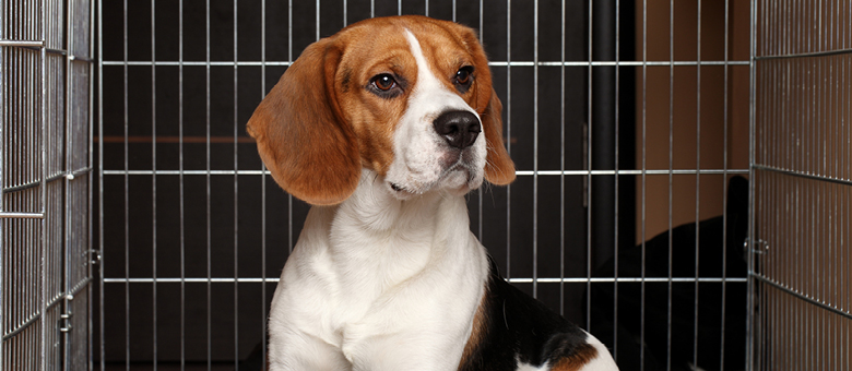 L&rsquo;utilisation s&eacute;curitaire de la cage pour les chiens
