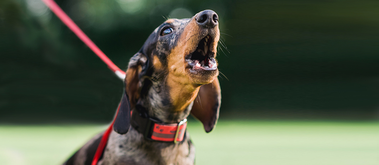 L&rsquo;aboiement chez le chien : Trucs et astuces pour comprendre et intervenir