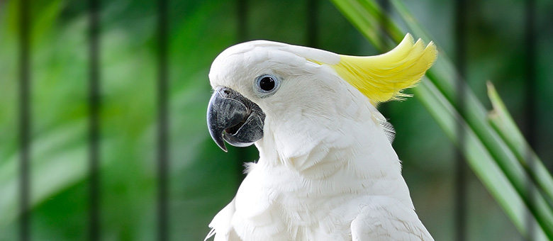 Un oiseau de compagnie, qu'est-ce que &ccedil;a implique