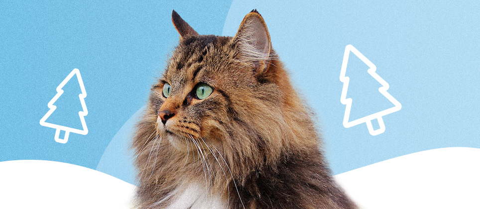 Le skogkatt, chat des for&ecirc;ts norv&eacute;giennes