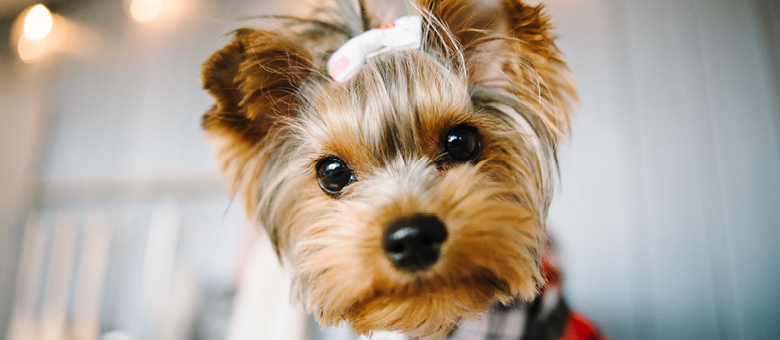 Le Yorkshire-terrier : petit format, beaucoup de caract&egrave;re