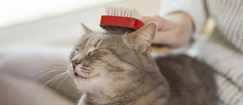 Brosser son chat, une t&acirc;che essentielle