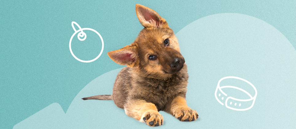 L&rsquo;arriv&eacute;e d'un chiot dans la maison