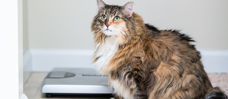 Comment contr&ocirc;ler le poids du chat?
