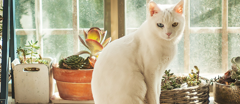 Plantes toxiques pour les chats et les chiens : liste et conseils pour les &eacute;viter