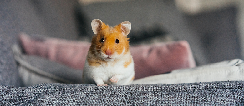 Vos petits animaux en libert&eacute; dans la maison : pour ou contre?
