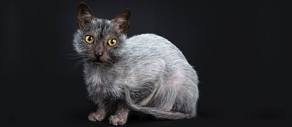 Le lykoi, cette nouvelle race de chat &laquo; loup-garou &raquo;