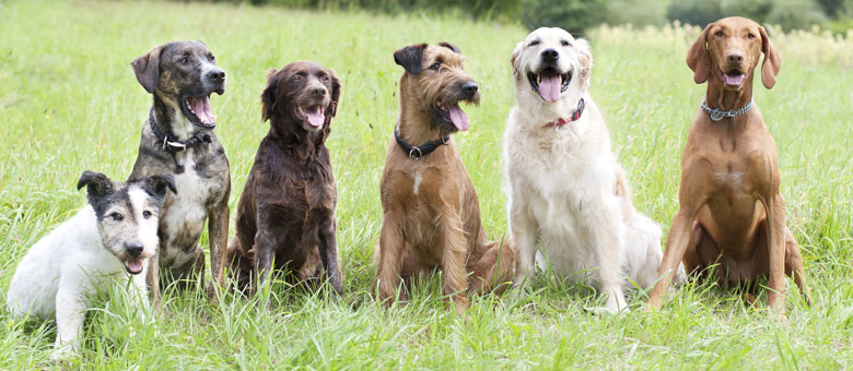 L&rsquo;importance de la socialisation des chiens