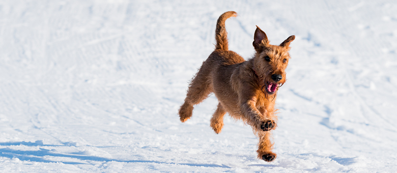 Maintenez facilement la forme physique de votre chien!