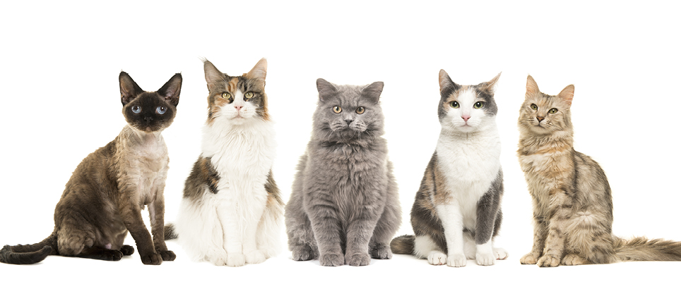 L&rsquo;origine des races de chats
