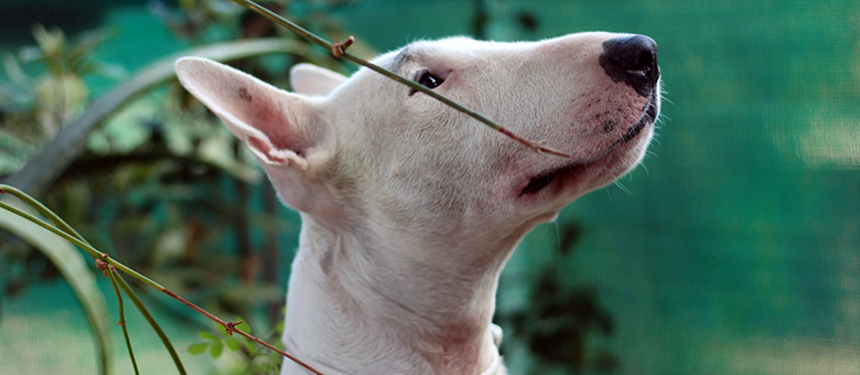Le bull terrier, si attachant avec sa dr&ocirc;le de t&ecirc;te