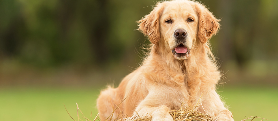 Le retriever dor&eacute; : gros toutou au c&oelig;ur tendre et un grand pr&eacute;f&eacute;r&eacute; de tous