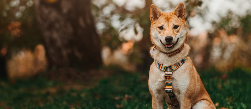 Le shiba inu, tr&eacute;sor national du Japon