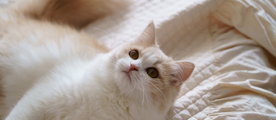 Le ragamuffin : un chat au look de ch&eacute;rubin