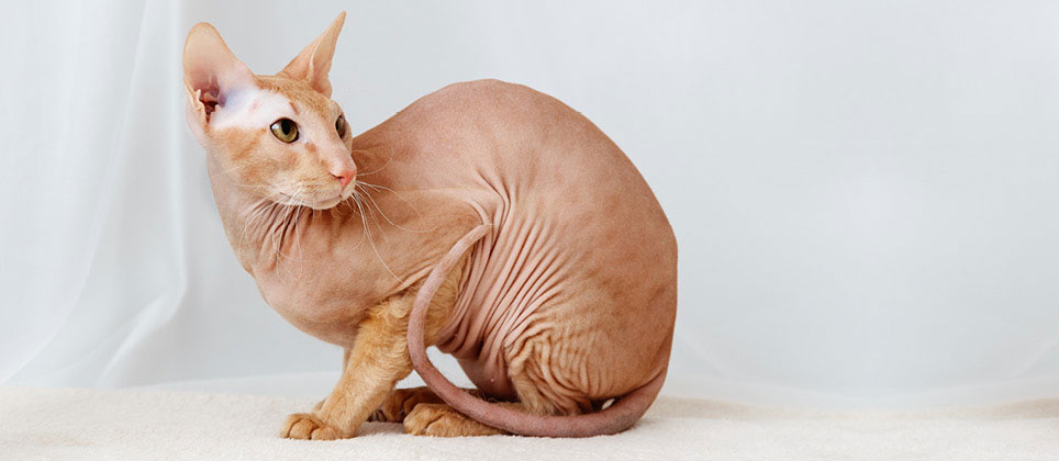 Le peterbald : un chat athl&eacute;tique et affectueux