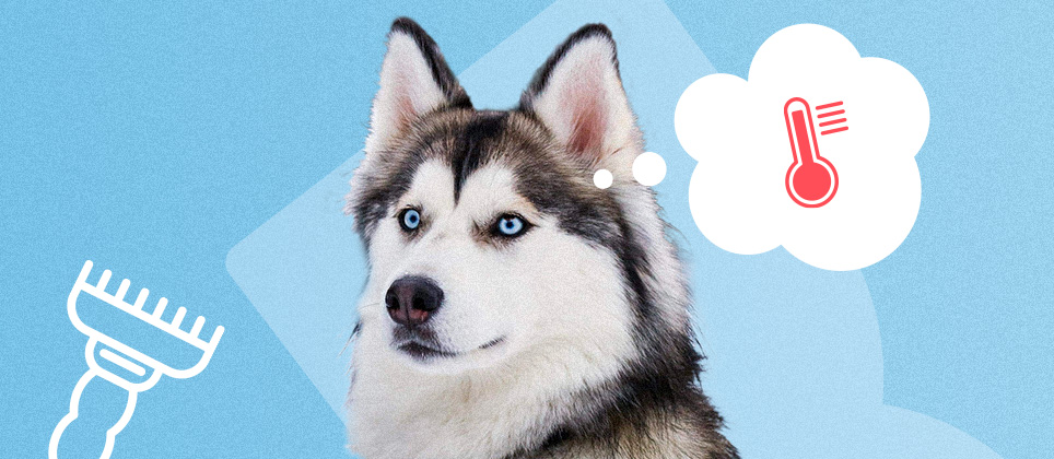 Les chiens &agrave; double poil : ce qu'il faut savoir
