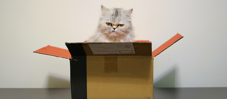 Les chats et les bo&icirc;tes : histoire d&rsquo;amour ou complot?