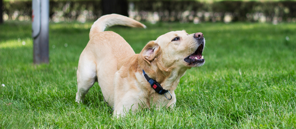 Comment faire arr&ecirc;ter votre chien de japper?