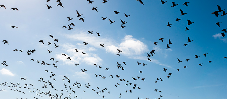 La migration printani&egrave;re des oiseaux : un spectacle impressionnant