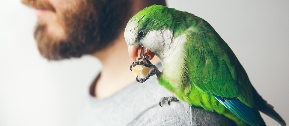 L&rsquo;alimentation des perroquets