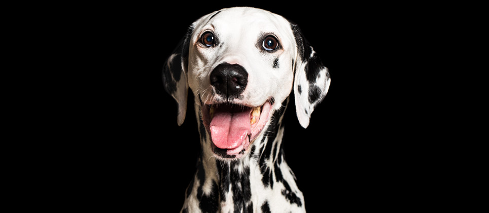 Le dalmatien, compagnon canin des services d&rsquo;incendie