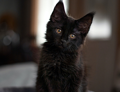 Le Maine Coon : le « roi » des chats