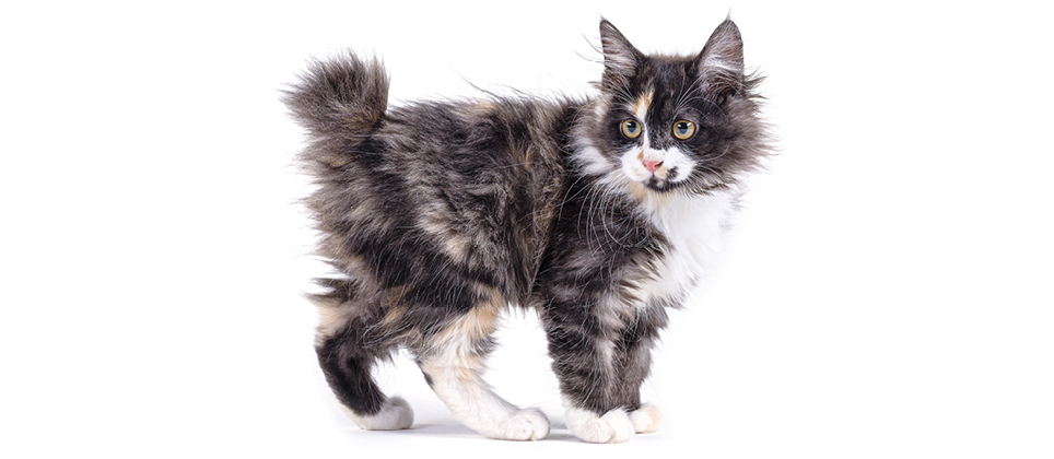 Le bobtail am&eacute;ricain : affectueux, intelligent et physique&hellip; &eacute;court&eacute;