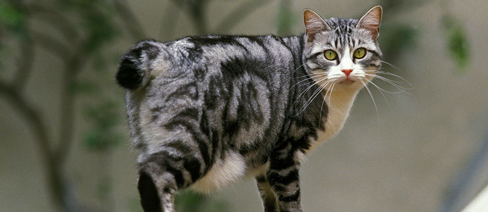 Le bobtail japonais : plus de 1 000 ans d&rsquo;histoire... et de bonne fortune