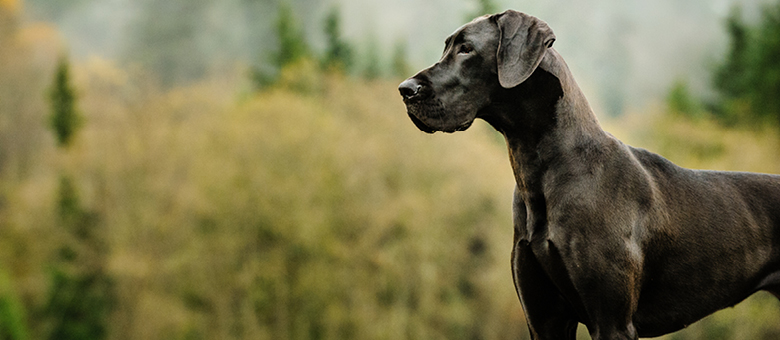 Le grand danois, l&rsquo;Apollon de la gente canine
