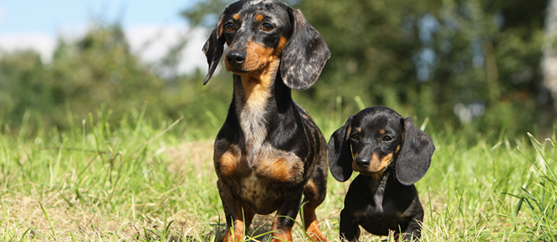 Le Teckel (Dachshund) : une petite race avec une grande personnalit&eacute;
