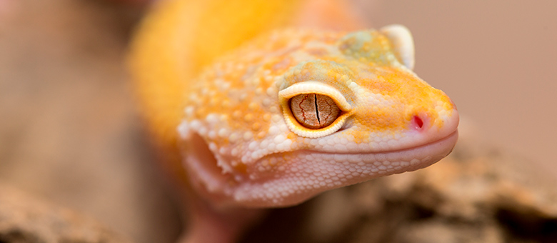 Ce que vous devez savoir avant d&rsquo;adopter un reptile