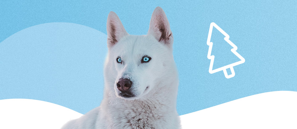 Le husky sib&eacute;rien : un pionnier du Nord