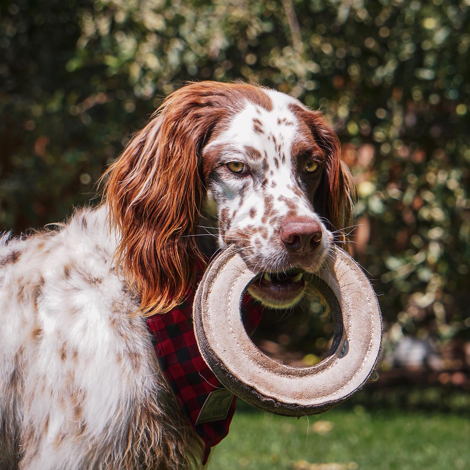 Natural Leather Ring Dog Toy Tall Tails | Mondou
