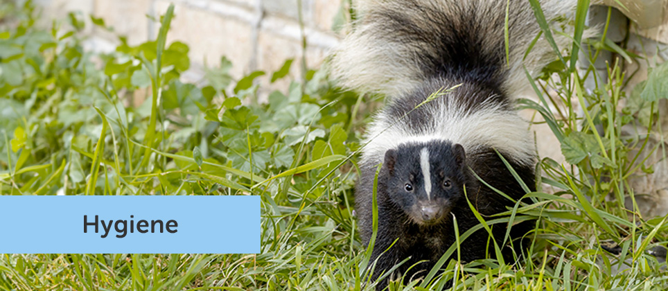 Don’t let skunks get the best of your pet!
